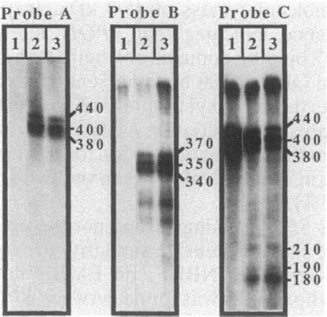 Nuclease S1 mapping of the 1.5-and 1.6-kb transcripts. 32P-labeled ...