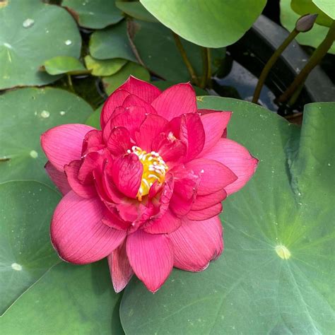 Scarlet Lady Lotus Chalily Ponds And Gardens