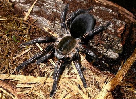 Whats The Most Poisonous Spider In The World Access 2 Knowledge