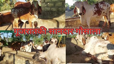 On Of The Best Gir Cows Collection Of Mangleshwar Gir Gaushala Khadiya Gir Cow Gujarat