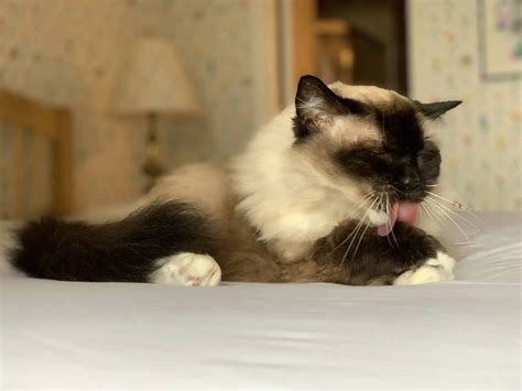 Lifespan of a Ragdoll Cat | How Long Do Ragoll Cats Live For?