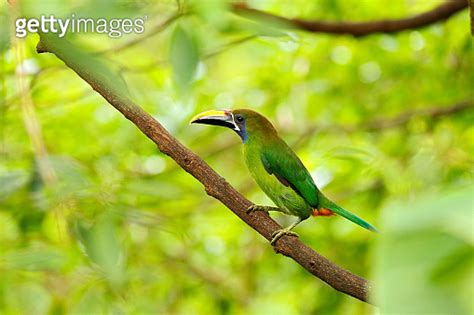 Exotic Bird Tropic Forest Small Toucan Blue Throated Toucanet