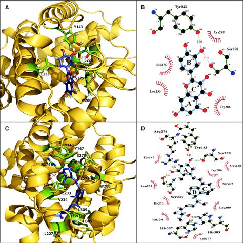 A Predicted Binding Mode Of Quercetin In The Ligand Binding Pocket Of