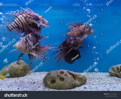 Soft Focus Fish Aquarium Stock Photo 1411171601 | Shutterstock