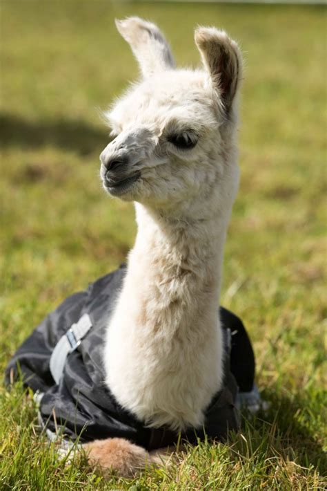 Baby Llama! - Alpaca Walking - Spring Farm Alpacas