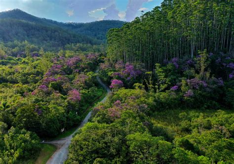 Floradas De Manac Da Serra E Borboletas Morpho No Parque Das Neblinas