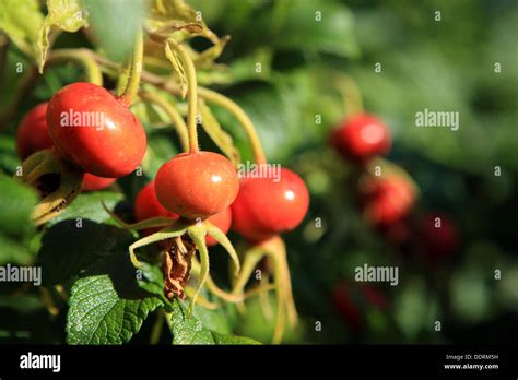 Hips And Haws Hi Res Stock Photography And Images Alamy