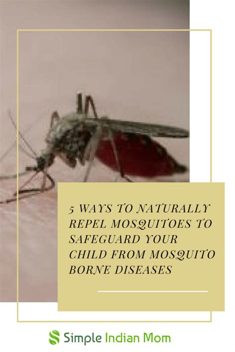 5 Ways To Naturally Get Rid Of Mosquitoes Simple Indian Mom