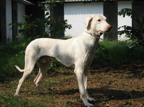 Rajapalayam Large Dog Breed with Pictures - Dog Breeders Guide