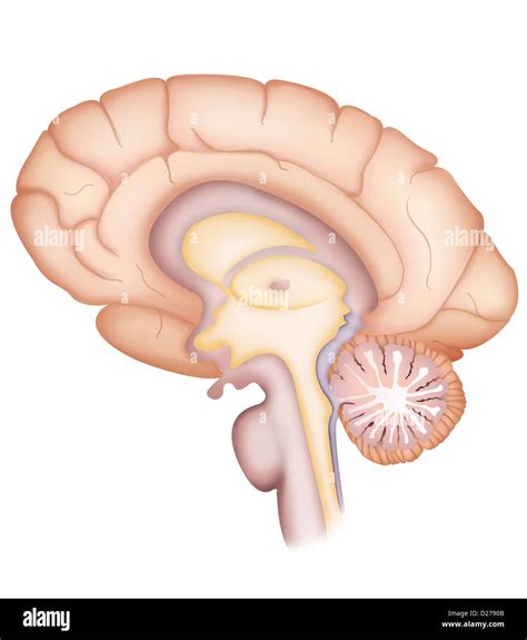 Brain Anatomy Hi Res Stock Photography And Images Alamy