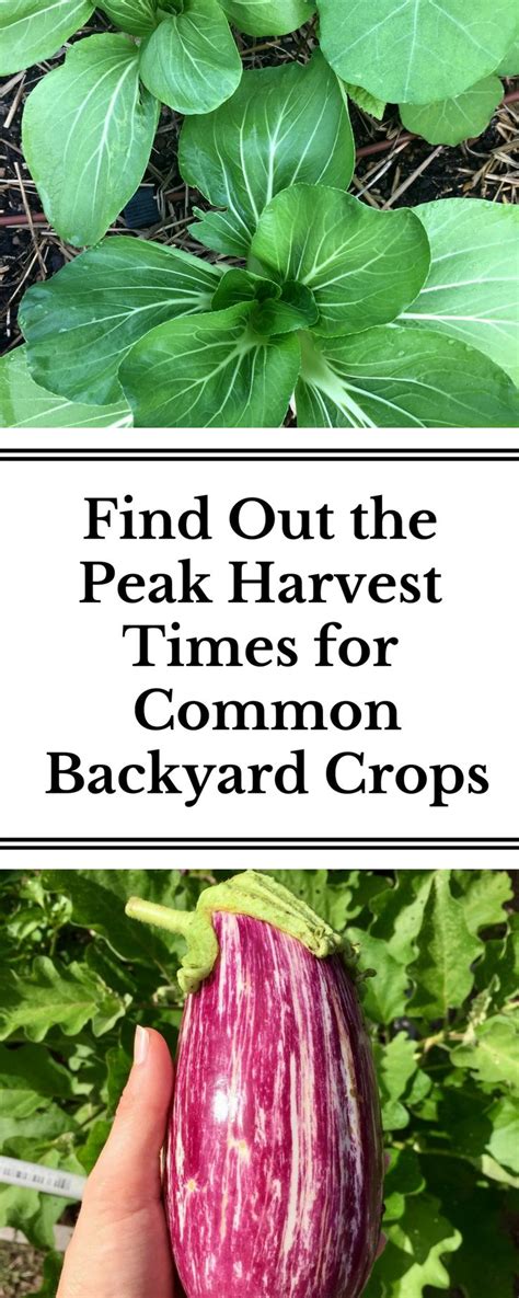 When to Harvest Your Fruit and Vegetable Crops | Nourishing Pursuits ...