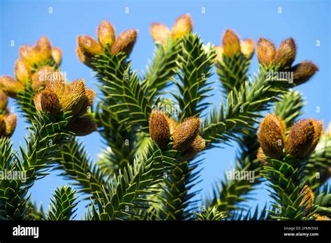 Araucaria Frutos - Cones De Araucaria Araucana