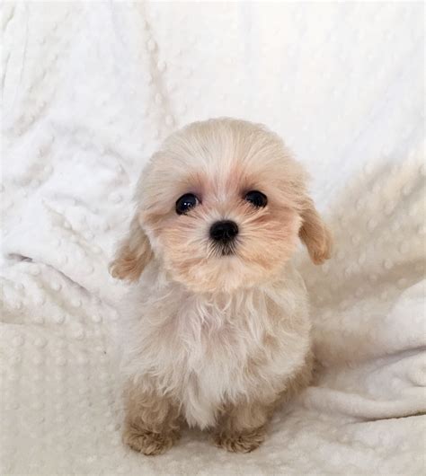 How Big Is A Teacup Maltipoo at James Marts blog