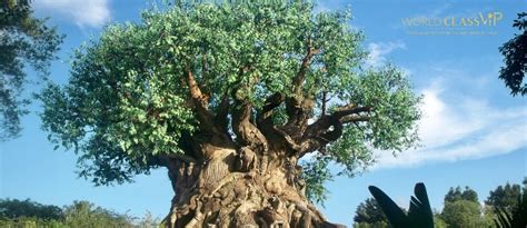 7 Attractions to Experience at Disney World Animal Kingdom in 2021