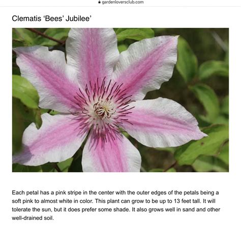 Help With Clematis Identification — Bbc Gardeners World Magazine