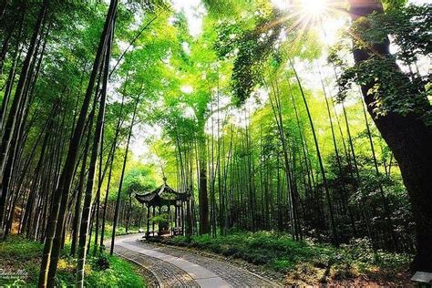 2024 Half Day Hangzhou Yunxi Bamboo Forest And Tea Plantation Experience