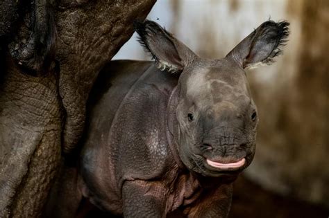 Endangered Indian rhinoceros baby is born in Polish zoo