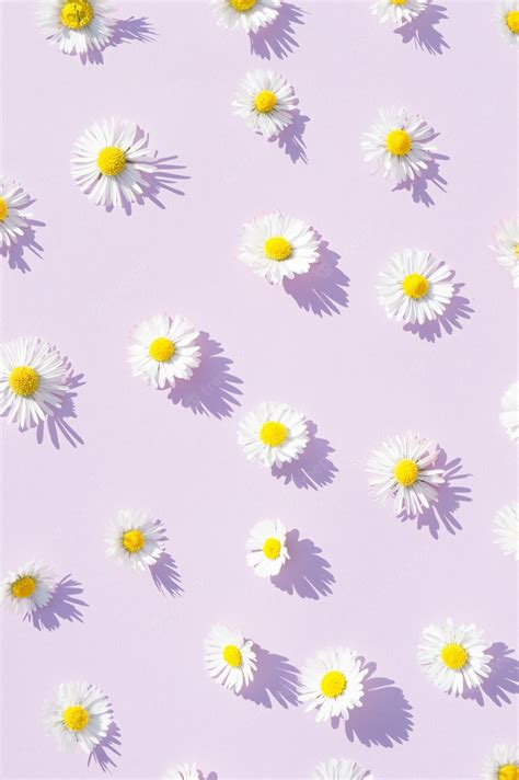 Daisy Aesthetic Wallpapers Backgrounds