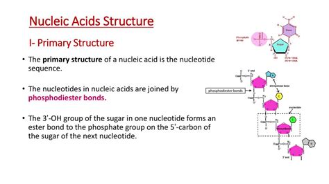 5 Nucleic Acids Lecture Ppt Download