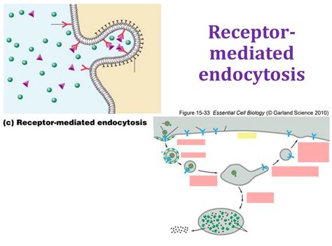 Receptor-mediated endocytosis Diagram | Quizlet