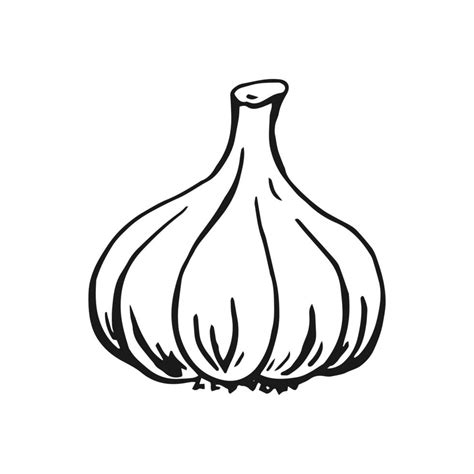 Garlic Outline Hand Drawn Vector Illustration Farm Market Product