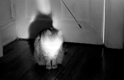 SevgiLove: "ghost cat" photos