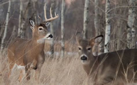 Why Do Whitetail Bucks Shed Their Antlers | Mossy Oak Gamekeeper