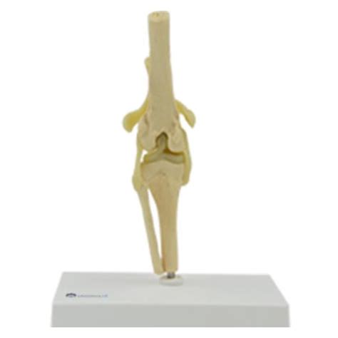 Canine Knee Anatomy Model Eduscience Video Gallery