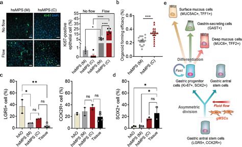 Organoidbased Human Stomach Microphysiological System To Recapitulate