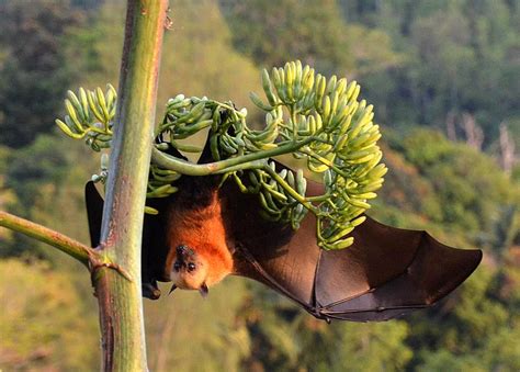 Elsen Karstad's 'Pic-A-Day Kenya': Fruit Bat- Seychelles