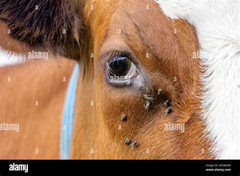 Cows Eye And Flies Close Up Of A Dairy Red And White Looking Calm And