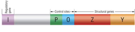 the lac operon Flashcards | Quizlet