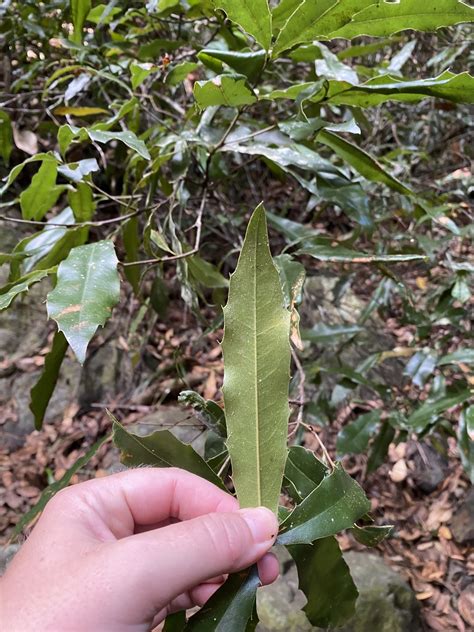 Macadamia Ternifolia F Muell