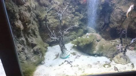 Musee Aquarium d'Arcachon - 2020 All You Need to Know BEFORE You Go ...