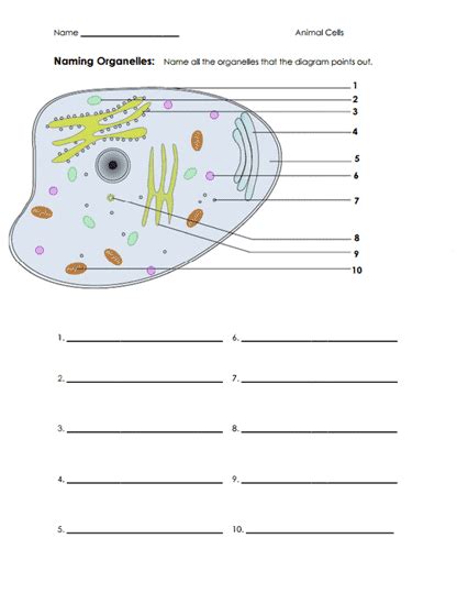 Animal Cells Worksheets