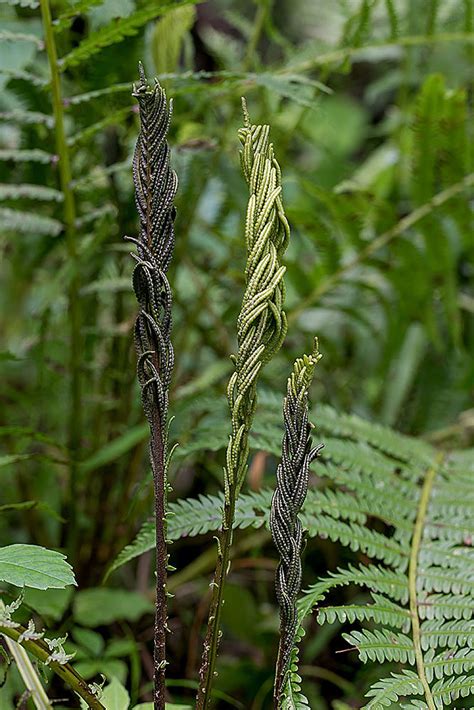 Ostrich Fern Colin Gillette Flickr