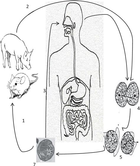 Figure 4 From New Discovery And Ultrastructural Description Of Dientamoeba Fragilis Cysts And