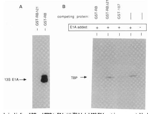 Figure 5 From Tata Binding Protein And The Retinoblastoma Gene Product