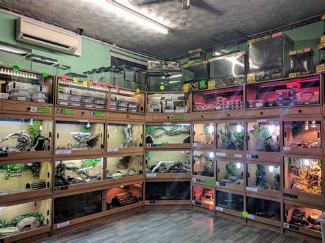 Reptile Store Lemay Ferry at Holly Mellott blog