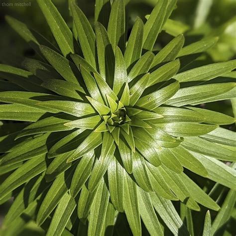 Tiny Orange Sensation Asiatic Lily By Thom Mitchell Project