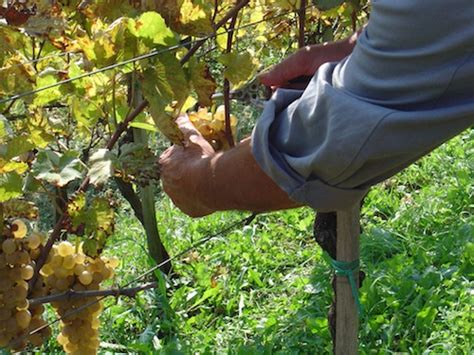 Prezzi Delle Uve A Chiusura Della Vendemmia E Prime Quotazioni Dei Vini