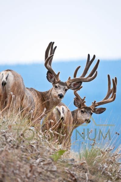 Mule Deer Buck Photographs — Tony Bynum Photography