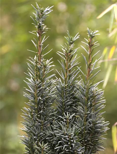 Taxus Baccata Fastigiata Robusta Schmale S Uleneibe Garten Reiter Gmbh