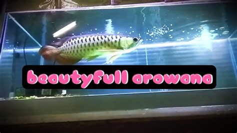 Beauty Golden Arowana Hb 40cm ± Youtube