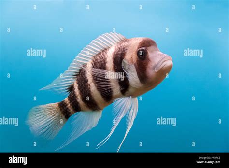 Black And White Striped Freshwater Fish