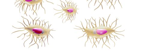 Osteocyte Bone Cell - FlippedNormals