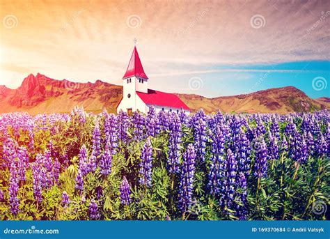 A Famosa Igreja Vik Vikurkirkja E As Flores Do Lupino Na Isl Ndia Local