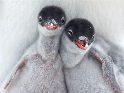 Gentoo Penguin Chicks, Antarctica