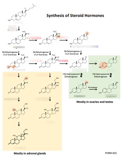 Synthesis Of Steroid Hormones Diagram Quizlet