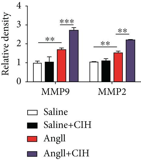 Cih Upregulates Aaa Related Expression Of Mmp Protein In Vivo An